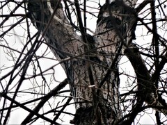 Populus deltoides deltoides