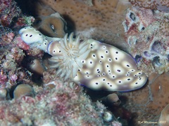 Hypselodoris tryoni