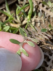Planodes virginicum