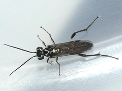 Pachyprotasis rapae