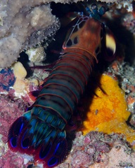 Odontodactylus scyllarus