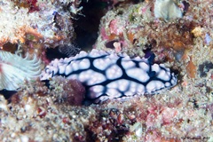 Phyllidiella pustulosa