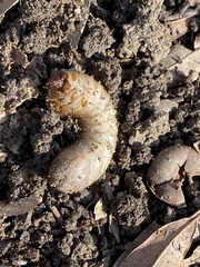 Dynastes tityus