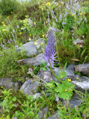 Phyteuma persicifolium