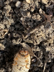 Dynastes tityus
