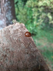 Dicranosterna semipunctata