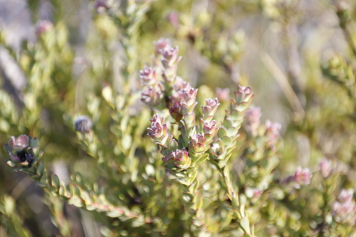 Image of Leucadendron coriaceum by (c) Tony Rebelo, some rights reserved (CC BY-SA)