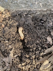 Dynastes tityus