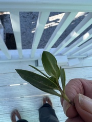Myrcianthes fragrans