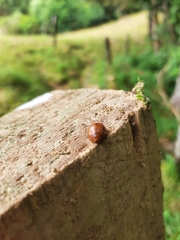 Dicranosterna semipunctata