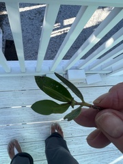Myrcianthes fragrans