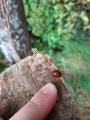 Dicranosterna semipunctata