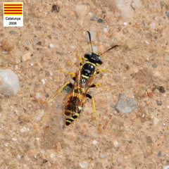 Philanthus pulchellus