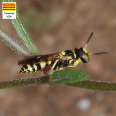 Philanthus pulchellus
