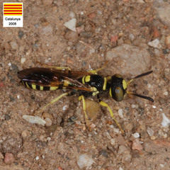 Philanthus pulchellus