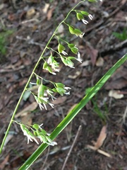 Anthoxanthum occidentale