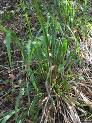 Anthoxanthum occidentale