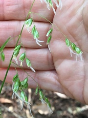 Anthoxanthum occidentale