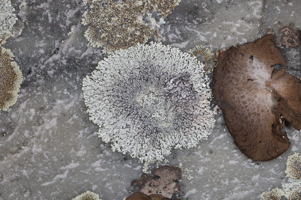Alabama Shield Lichen