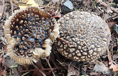 Amanita nothofagi