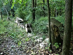 Populus deltoides deltoides