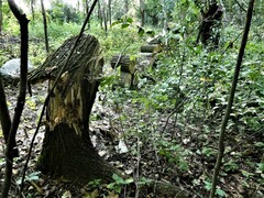 Populus deltoides deltoides