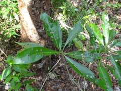 Cordia gerascanthus