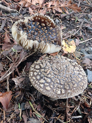 Amanita nothofagi