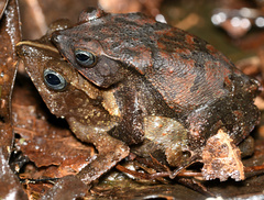 Rhinella castaneotica