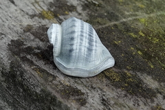 Struthiolaria papulosa