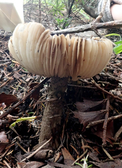 Amanita nothofagi