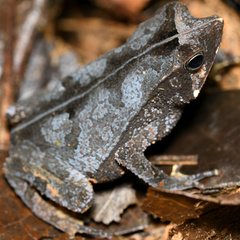 Rhinella castaneotica
