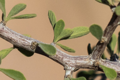 Condalia globosa pubescens