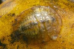 Ptychopariida