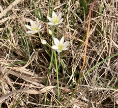 Nothoscordum bivalve