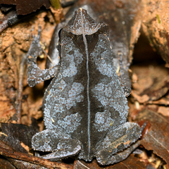 Rhinella castaneotica