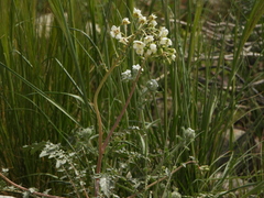 Chylismia claviformis