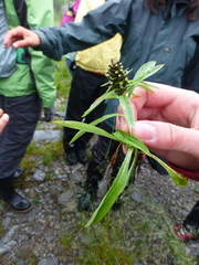 Omalotheca norvegica