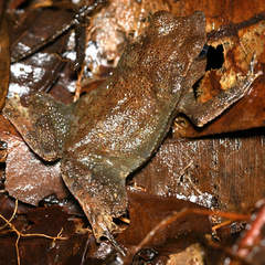 Rhinella castaneotica