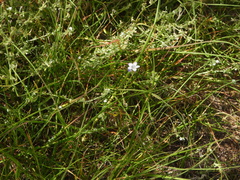 Gilia