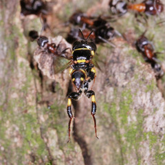 Tracheliodes
