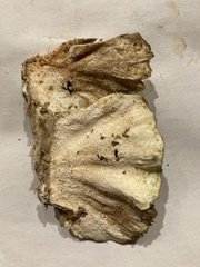Trametes villosa