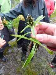 Omalotheca norvegica