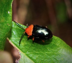 Lamprolina simillima