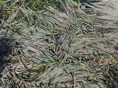 Typhaceae