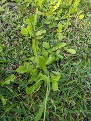 Erigeron quercifolius