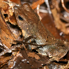 Rhinella castaneotica