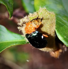 Lamprolina simillima