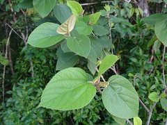 Helicteres baruensis