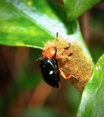 Lamprolina simillima